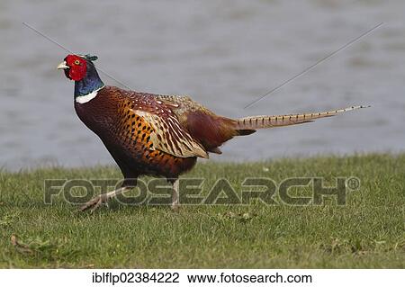 "Common Pheasant (Phasianus colchicus), adult male, walking on grass near water, Cley Marshes Reserve, Cley-next-the-Sea, Norfolk, England, United Kingdom, Europe" View Large Photo Image Stock Image - "Common Pheasant (Phasianus colchicus), adult male, walking on grass near water, Cley Marshes Reserve, Cley-next-the-Sea, Norfolk, England, United Kingdom, Europe". Fotosearch