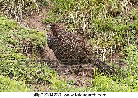 "Common Pheasant (Phasianus colchicus), dark form, adult female, standing on grass bank, Berwickshire, Scottish Borders, Scotland, United Kingdom, Europe" View Large Photo Image Stock Image - "Common Pheasant (Phasianus colchicus), dark form, adult female, standing on grass bank, Berwickshire, Scottish Borders, Scotland, United Kingdom, Europe". Fotosearch