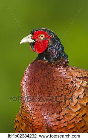 Stock Image - "Common Pheasant (Phasianus colchicus), adult male, close-up of head and chest, Minsmere RSPB Reserve, Suffolk, England, United Kingdom, Europe". Fotosearch