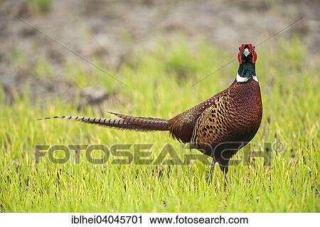"Common Pheasant (Phasianus colchicus), Hansag, Lake Neusiedl, Burgenland, Austria, Europe" View Large Photo Image Stock Image - "Common Pheasant (Phasianus colchicus), Hansag, Lake Neusiedl, Burgenland, Austria, Europe". Fotosearch