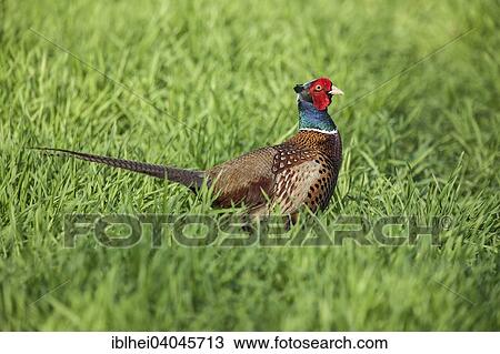 "Common Pheasant (Phasianus colchicus), Hansag, Lake Neusiedl, Burgenland, Austria, Europe" View Large Photo Image Stock Image - "Common Pheasant (Phasianus colchicus), Hansag, Lake Neusiedl, Burgenland, Austria, Europe". Fotosearch