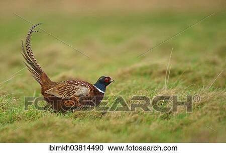 "Common Pheasant (Phasianus colchicus), Amrum, North Frisian Islands, Schleswig-Holstein, Germany, Europe" View Large Photo Image Stock Image - "Common Pheasant (Phasianus colchicus), Amrum, North Frisian Islands, Schleswig-Holstein, Germany, Europe". Fotosearch