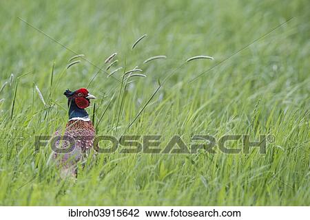 Stock Image - "Common Pheasant (Phasianus colchicus), Burgenland, Austria, Europe". Fotosearch