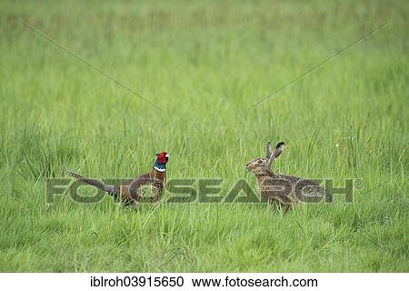 "Common Pheasant (Phasianus colchicus) encountering a European Hare or Brown Hare (Lepus europaeus), Burgenland, Austria, Europe" View Large Photo Image Stock Image - "Common Pheasant (Phasianus colchicus) encountering a European Hare or Brown Hare (Lepus europaeus), Burgenland, Austria, Europe". Fotosearch