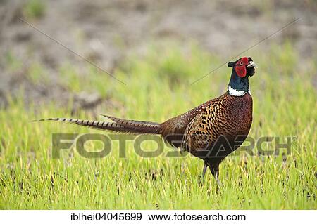 "Common Pheasant (Phasianus colchicus), Hansag, Lake Neusiedl, Burgenland, Austria, Europe" View Large Photo Image Stock Photo - "Common Pheasant (Phasianus colchicus), Hansag, Lake Neusiedl, Burgenland, Austria, Europe". Fotosearch