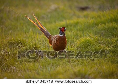 "Common Pheasant (Phasianus colchicus), Hansag, Lake Neusiedl, Burgenland, Austria, Europe" View Large Photo Image Stock Photo - "Common Pheasant (Phasianus colchicus), Hansag, Lake Neusiedl, Burgenland, Austria, Europe". Fotosearch
