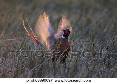 "Common Pheasant (Phasianus colchicus), displaying in the morning light, Burgenland, Austria, Europe" View Large Photo Image Stock Photo - "Common Pheasant (Phasianus colchicus), displaying in the morning light, Burgenland, Austria, Europe". Fotosearch
