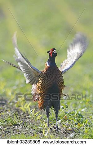 Stock Photography - "Common Pheasant (Phasianus colchicus), calling rooster flapping its wings, Haren, Emsland, Lower Saxony, Germany, Europe". Fotosearch