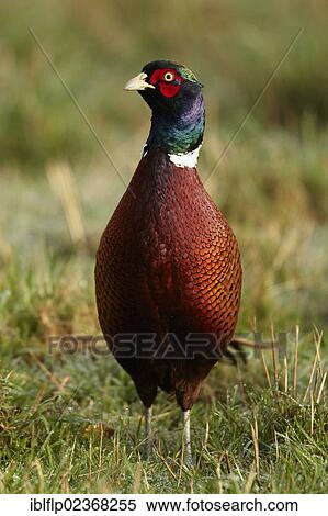 Stock Photography - "Common Pheasant (Phasianus colchicus), adult male, standing in field, Shropshire, England, United Kingdom, Europe". Fotosearch