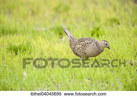 "Common Pheasant (Phasianus colchicus), Hansag, Lake Neusiedl, Burgenland, Austria, Europe" View Large Photo Image Stock Photography - "Common Pheasant (Phasianus colchicus), Hansag, Lake Neusiedl, Burgenland, Austria, Europe". Fotosearch