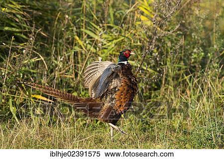 "Common Pheasant (Phasianus colchicus), Texel, The Netherlands, Europe" View Large Photo Image Stock Photography - "Common Pheasant (Phasianus colchicus), Texel, The Netherlands, Europe". Fotosearch