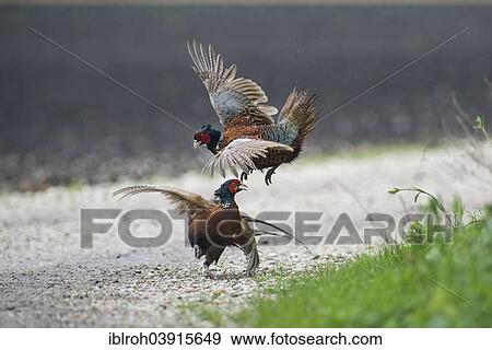 Stock Photo - "Common Pheasants (Phasianus colchicus) fighting, Burgenland, Austria, Europe". Fotosearch