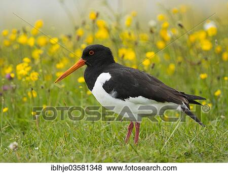 "Common Pied Oystercatcher (Haematopus ostralegus), Texel, West Frisian Islands, province of North Holland, The Netherlands, Europe" View Large Photo Image Stock Photo - "Common Pied Oystercatcher (Haematopus ostralegus), Texel, West Frisian Islands, province of North Holland, The Netherlands, Europe". Fotosearch