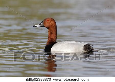 Stock Image - "Common Pochard (Aythya ferina), adult male, Warwickshire, England, United Kingdom, Europe". Fotosearch