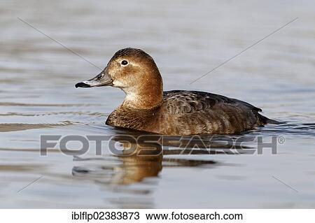 "Common Pochard (Aythya ferina), adult female, Warwickshire, England, United Kingdom, Europe" View Large Photo Image Stock Image - "Common Pochard (Aythya ferina), adult female, Warwickshire, England, United Kingdom, Europe". Fotosearch