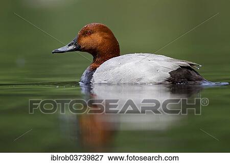 "Common Pochard (Aythya ferina), drake, Bavaria, Germany, Europe" View Large Photo Image Stock Photo - "Common Pochard (Aythya ferina), drake, Bavaria, Germany, Europe". Fotosearch