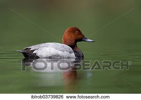 "Common Pochard (Aythya ferina), drake, Bavaria, Germany, Europe" View Large Photo Image Stock Photograph - "Common Pochard (Aythya ferina), drake, Bavaria, Germany, Europe". Fotosearch