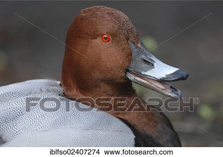 "Common Pochard (Aythya ferina), male in breeding plumage, portrait, Thuringia, Germany, Europe" View Large Photo Image Picture - "Common Pochard (Aythya ferina), male in breeding plumage, portrait, Thuringia, Germany, Europe". Fotosearch