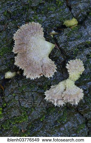 "Common Porecrust, Split Gill (Schizophyllum commune), Lower Saxony, Germany, Europe" View Large Photo Image Stock Photo - "Common Porecrust, Split Gill (Schizophyllum commune), Lower Saxony, Germany, Europe". Fotosearch