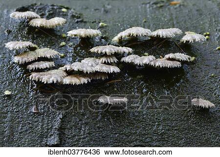 "Common Porecrust, Split Gill (Schizophyllum commune), Lower Saxony, Germany, Europe" View Large Photo Image Stock Photograph - "Common Porecrust, Split Gill (Schizophyllum commune), Lower Saxony, Germany, Europe". Fotosearch