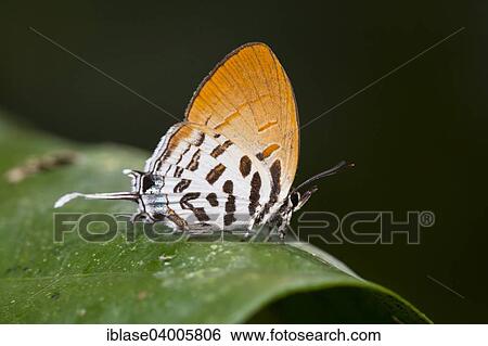 "Common Posy (Drupadia ravindra moorei) resting on leaf, Kinabatangan, Sabah, Malaysia, Borneo, Asia" View Large Photo Image Stock Photograph - "Common Posy (Drupadia ravindra moorei) resting on leaf, Kinabatangan, Sabah, Malaysia, Borneo, Asia". Fotosearch