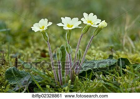 "Common Primrose (Primula vulgaris), flowering, Exmoor, Somerset, England, United Kingdom, Europe" View Large Photo Image Stock Image - "Common Primrose (Primula vulgaris), flowering, Exmoor, Somerset, England, United Kingdom, Europe". Fotosearch