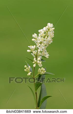 Stock Photo - "Common privet (Ligustrum vulgare), flowers, North Rhine-Westphalia, Germany, Europe". Fotosearch