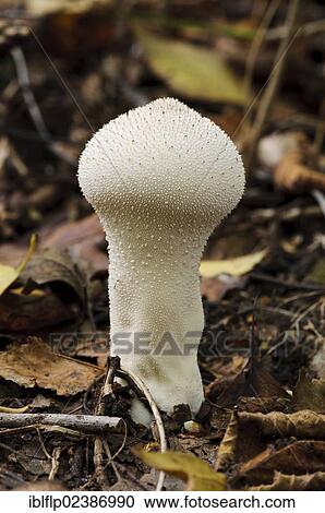 "Common Puffball (Lycoperdon perlatum), fruiting body, growing amongst leaf litter, Anston Stones Wood, South Yorkshire, England, United Kingdom, Europe" View Large Photo Image Stock Image - "Common Puffball (Lycoperdon perlatum), fruiting body, growing amongst leaf litter, Anston Stones Wood, South Yorkshire, England, United Kingdom, Europe". Fotosearch