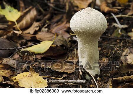 "Common Puffball (Lycoperdon perlatum), fruiting body, growing amongst leaf litter, Anston Stones Wood, South Yorkshire, England, United Kingdom, Europe" View Large Photo Image Stock Photo - "Common Puffball (Lycoperdon perlatum), fruiting body, growing amongst leaf litter, Anston Stones Wood, South Yorkshire, England, United Kingdom, Europe". Fotosearch
