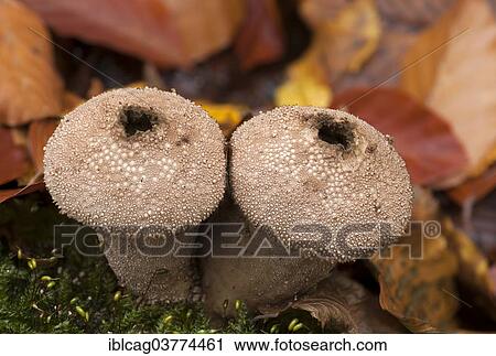 "Common Puffball or Devil's Snuffbox (Lycoperdon perlatum) in autumn, Hesse, Germany, Europe" View Large Photo Image Stock Image - "Common Puffball or Devil's Snuffbox (Lycoperdon perlatum) in autumn, Hesse, Germany, Europe". Fotosearch