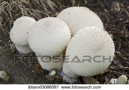 "Common puffball, warted puffball, gem-studded puffball or the devil's snuff-box (Lycoperdon perlatum), Burgenland, Austria, Europe" View Large Photo Image Stock Photo - "Common puffball, warted puffball, gem-studded puffball or the devil's snuff-box (Lycoperdon perlatum), Burgenland, Austria, Europe". Fotosearch