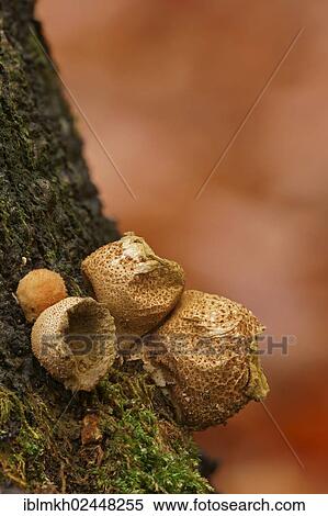 "Common Puffball, Warted Puffball, Gem-studded Puffball or the Devil's Snuff-box (Lycoperdon perlatum, Lycoperdon gemmatum), Bad Hersfeld, Hesse, Germany, Europe" View Large Photo Image Stock Photography - "Common Puffball, Warted Puffball, Gem-studded Puffball or the Devil's Snuff-box (Lycoperdon perlatum, Lycoperdon gemmatum), Bad Hersfeld, Hesse, Germany, Europe". Fotosearch