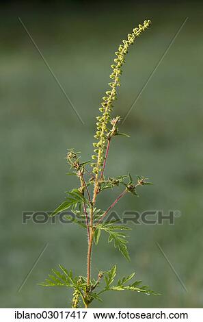 "Common Ragweed (Ambrosia artemisiifolia), Limbach, Burgenland, Austria, Europe" View Large Photo Image Stock Photo - "Common Ragweed (Ambrosia artemisiifolia), Limbach, Burgenland, Austria, Europe". Fotosearch