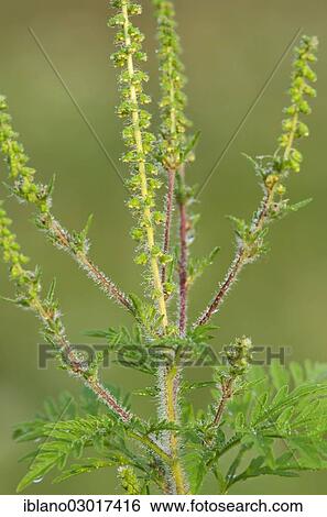 "Common Ragweed (Ambrosia artemisiifolia), Limbach, Burgenland, Austria, Europe" View Large Photo Image Stock Photograph - "Common Ragweed (Ambrosia artemisiifolia), Limbach, Burgenland, Austria, Europe". Fotosearch
