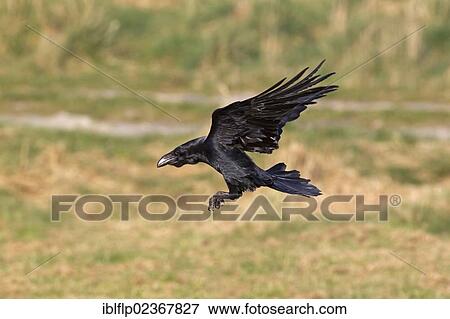 "Common Raven (Corvus corax), adult, in flight, landing, Gigrin Farm, Powys, Wales, United Kingdom, Europe" View Large Photo Image Stock Photo - "Common Raven (Corvus corax), adult, in flight, landing, Gigrin Farm, Powys, Wales, United Kingdom, Europe". Fotosearch