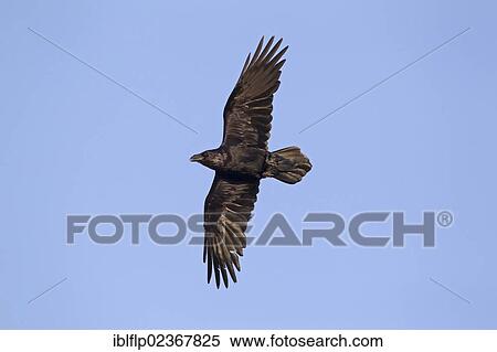 "Common Raven (Corvus corax), adult, in flight, Gigrin Farm, Powys, Wales, United Kingdom, Europe" View Large Photo Image Stock Photography - "Common Raven (Corvus corax), adult, in flight, Gigrin Farm, Powys, Wales, United Kingdom, Europe". Fotosearch