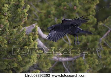 "Common Raven (Corvus corax) in flight, Pyrenees, Aragon, Spain, Europe" View Large Photo Image Stock Image - "Common Raven (Corvus corax) in flight, Pyrenees, Aragon, Spain, Europe". Fotosearch