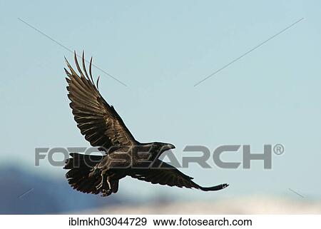 "Common Raven (Corvus corax), Naturpark Sinite Kamani, Bulgaria, Europe" View Large Photo Image Stock Photo - "Common Raven (Corvus corax), Naturpark Sinite Kamani, Bulgaria, Europe". Fotosearch