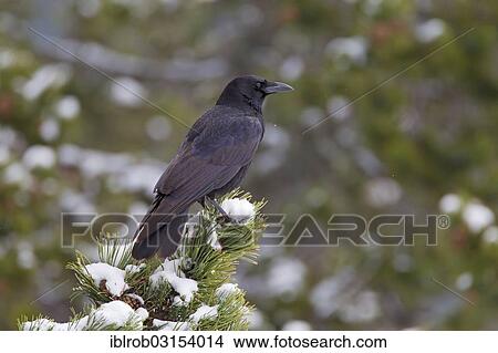 "Common Raven (Corvus corax), Pyrenees, Aragon, Spain, Europe" View Large Photo Image Picture - "Common Raven (Corvus corax), Pyrenees, Aragon, Spain, Europe". Fotosearch