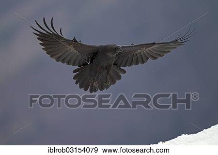 "Common Raven (Corvus corax) approaching to land, Pyrenees, Aragon, Spain, Europe" View Large Photo Image Stock Photo - "Common Raven (Corvus corax) approaching to land, Pyrenees, Aragon, Spain, Europe". Fotosearch