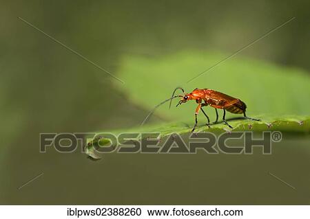 "Common red soldier beetle (Rhagonycha fulva), on a green leaf, South Wales, United Kingdom, Europe" View Large Photo Image Stock Image - "Common red soldier beetle (Rhagonycha fulva), on a green leaf, South Wales, United Kingdom, Europe". Fotosearch