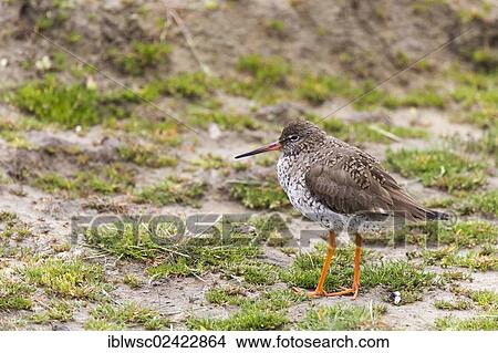Common Redshank (Tringa totanus), Texel, Holland, Netherlands, Europe View Large Photo Image Picture - Common Redshank (Tringa totanus), Texel, Holland, Netherlands, Europe. Fotosearch
