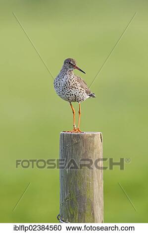 "Common Redshank (Tringa totanus), adult, standing on post, Suffolk, England, United Kingdom, Europe" View Large Photo Image Stock Image - "Common Redshank (Tringa totanus), adult, standing on post, Suffolk, England, United Kingdom, Europe". Fotosearch