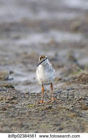 "Common Redshank (Tringa totanus), chick, standing on mud, Suffolk, England, United Kingdom, Europe" View Large Photo Image Stock Image - "Common Redshank (Tringa totanus), chick, standing on mud, Suffolk, England, United Kingdom, Europe". Fotosearch