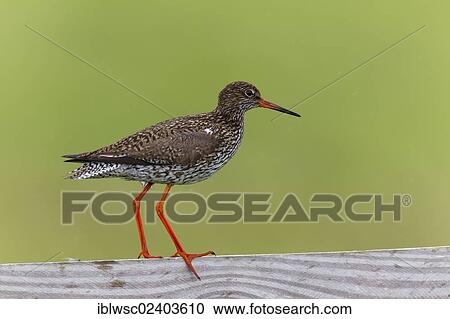 "Common Redshank (Tringa totanus), Texel Island, Holland, the Netherlands, Europe" View Large Photo Image Stock Image - "Common Redshank (Tringa totanus), Texel Island, Holland, the Netherlands, Europe". Fotosearch