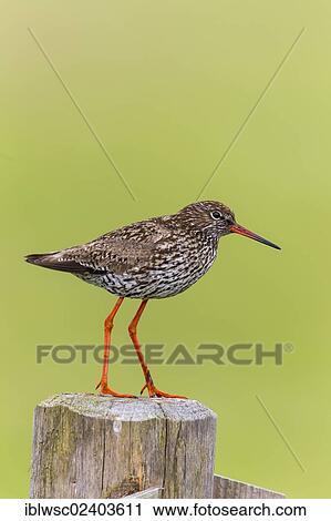 "Common Redshank (Tringa totanus), Texel Island, Holland, the Netherlands, Europe" View Large Photo Image Stock Image - "Common Redshank (Tringa totanus), Texel Island, Holland, the Netherlands, Europe". Fotosearch