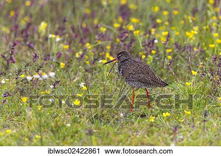 Common Redshank (Tringa totanus), Texel, Holland, Netherlands, Europe View Large Photo Image Stock Image - Common Redshank (Tringa totanus), Texel, Holland, Netherlands, Europe. Fotosearch
