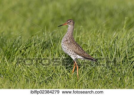 "Common Redshank (Tringa totanus), adult, standing on grazing marsh, Suffolk, England, United Kingdom, Europe" View Large Photo Image Stock Photo - "Common Redshank (Tringa totanus), adult, standing on grazing marsh, Suffolk, England, United Kingdom, Europe". Fotosearch