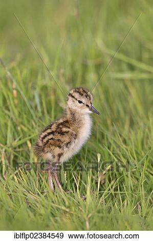"Common Redshank (Tringa totanus), chick, standing on grass, Suffolk, England, United Kingdom, Europe" View Large Photo Image Stock Photo - "Common Redshank (Tringa totanus), chick, standing on grass, Suffolk, England, United Kingdom, Europe". Fotosearch