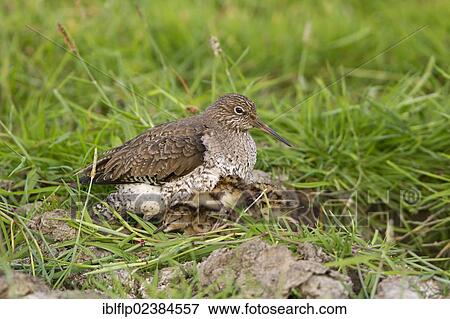 "Common Redshank (Tringa totanus), adult, incubating three chicks, Suffolk, England, United Kingdom, Europe" View Large Photo Image Stock Photo - "Common Redshank (Tringa totanus), adult, incubating three chicks, Suffolk, England, United Kingdom, Europe". Fotosearch